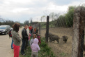 Animal game reserve in Vlachy with boar, deer, doe, danieles and others 19 km